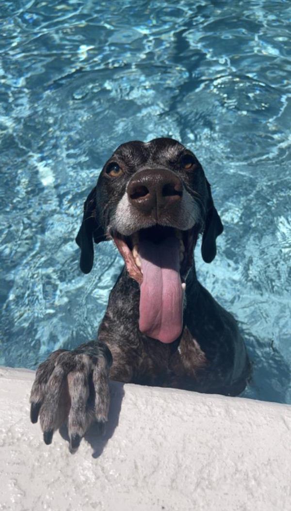 /Images/uploads/Southeast German Shorthaired Pointer Rescue/segspcalendarcontest/entries/31160thumb.jpg